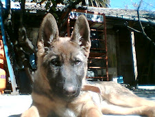 Mi Loba