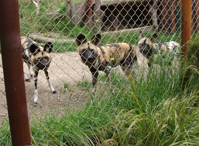 [0africandogsinterested.JPG]