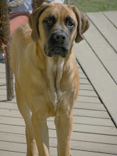 Our Mastiff " Daisy "