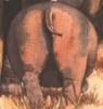 The Hippos Ass