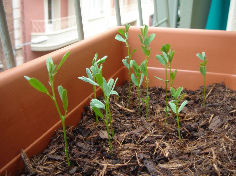 Eat My Garden: Growing lentils