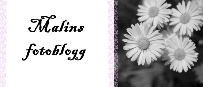 *Malins foto*