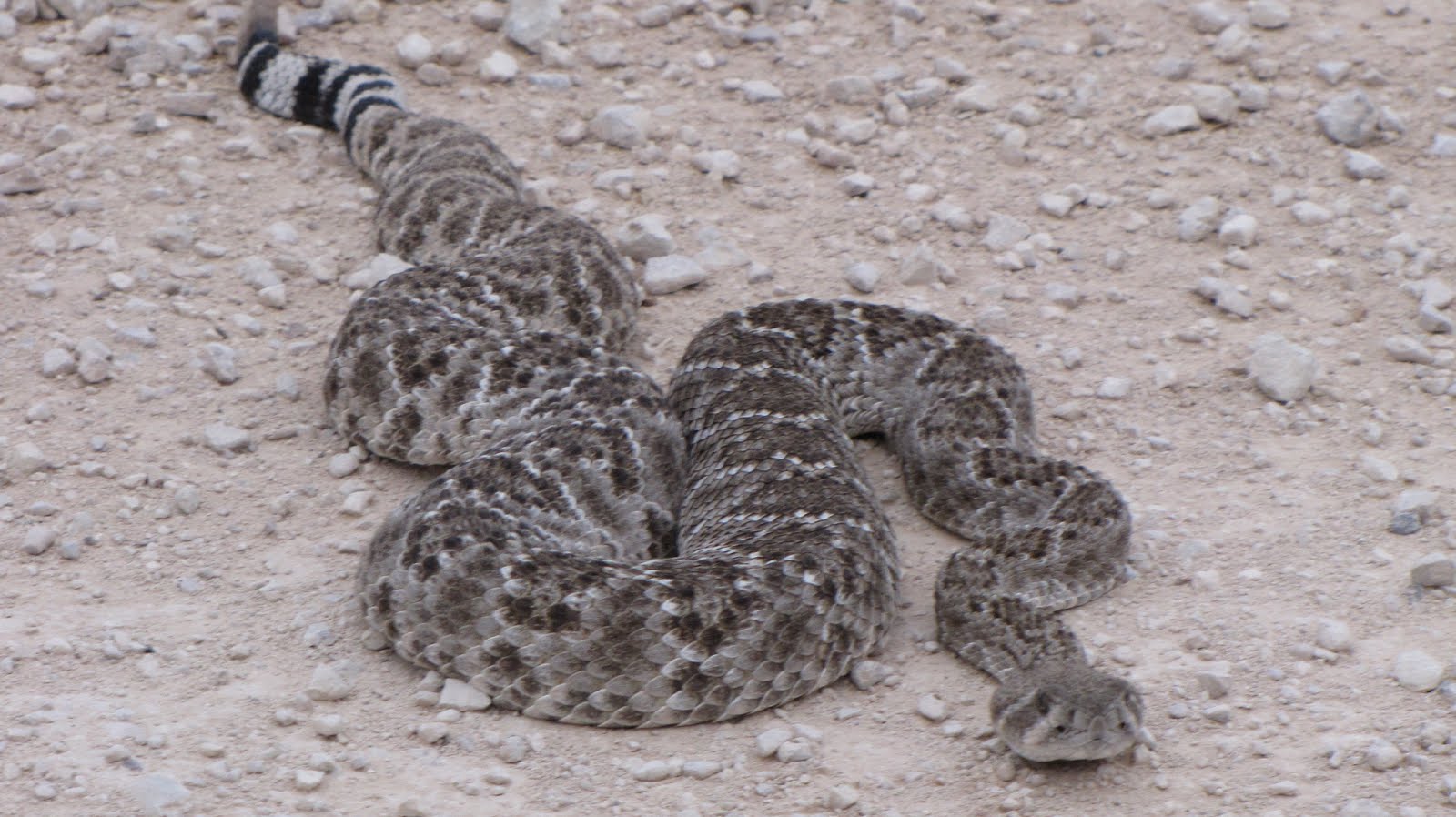 Bird Song Outpost Horse, Snake, Deer & Goats