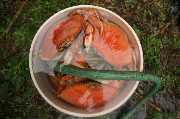 crabbucket