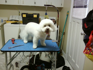 mardel grooming table