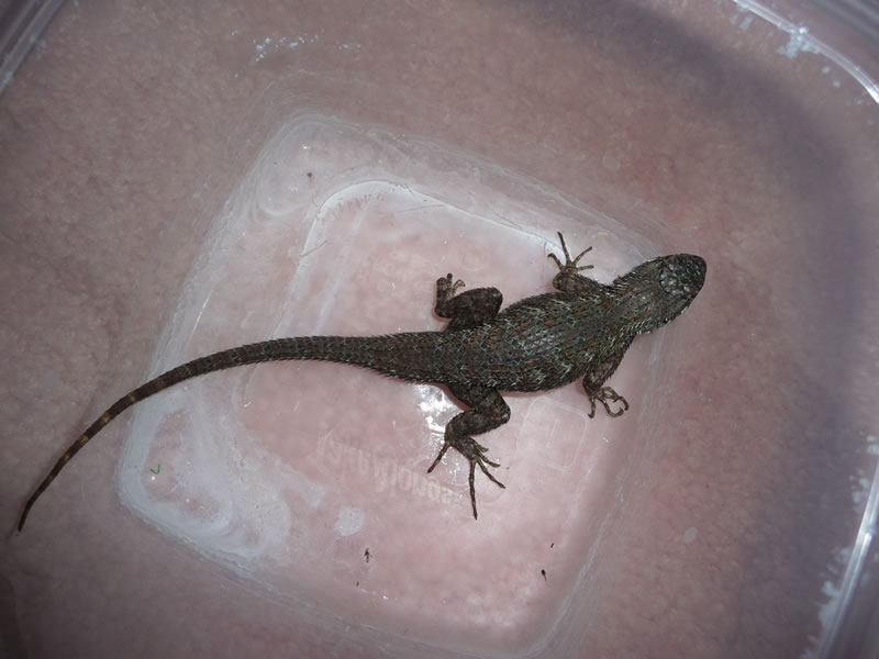 [Lizard06.jpg]