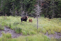 Moose family