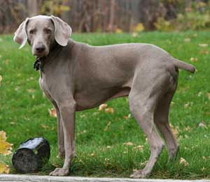 http://2.bp.blogspot.com/_Wc0VT29t504/SIlExAHCIwI/AAAAAAAAAhQ/281HQ7XucvM/s320/Weimaraner+3056.jpg