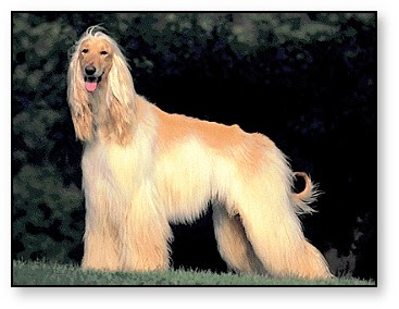 galgo+afgano.jpg