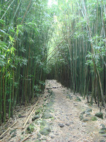 bamboo