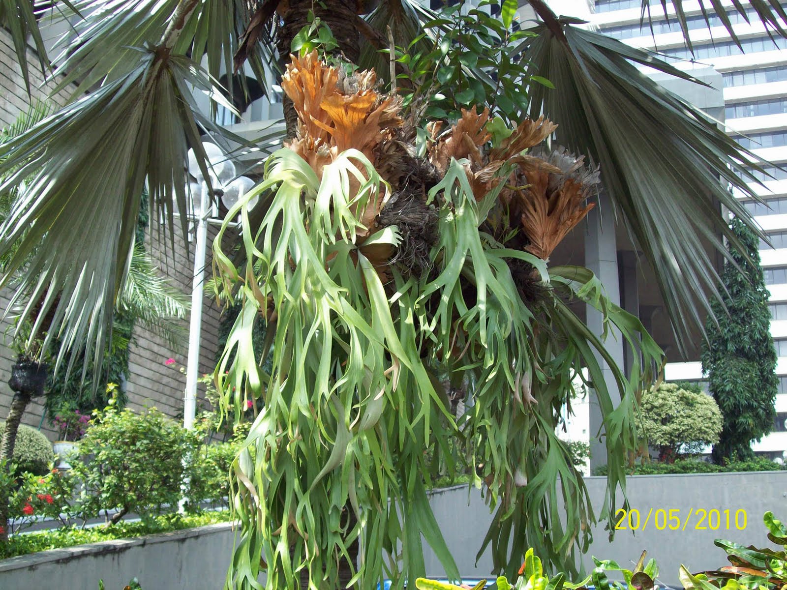 Cara Menanam Bunga Tanduk Rusa Info Tanaman Lengkap