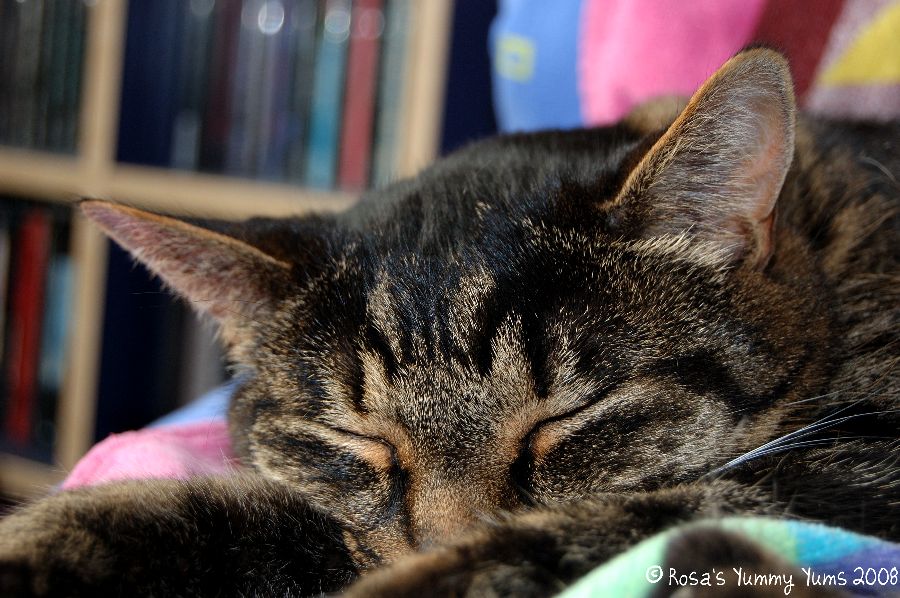 [Kiki+Sleep.jpg]