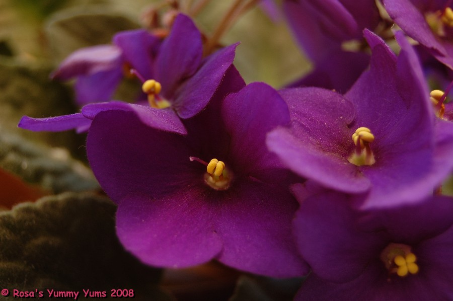 [African+Violet.JPG]