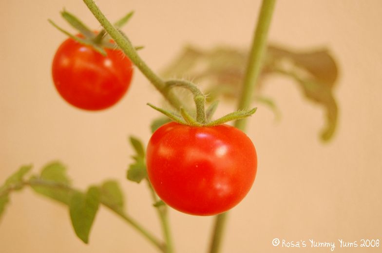 [Cherry+Tomatoes+bis.jpg]