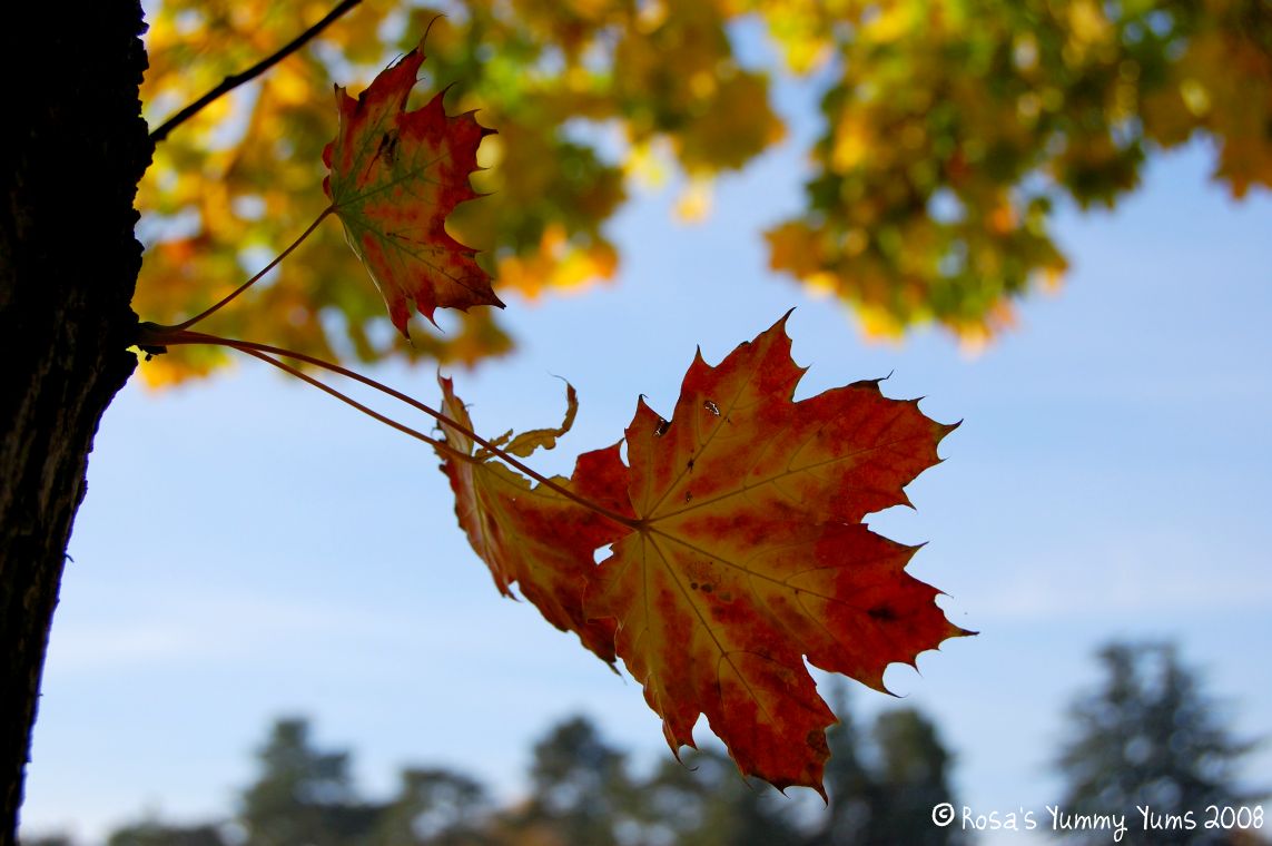 [Fall+4.jpg]