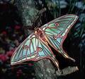 [MARIPOSA.jpe]