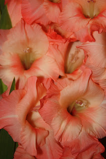 gladiolus @ Images of Our Life