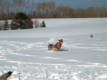 Puppy Fun at Gramma and Grampa's