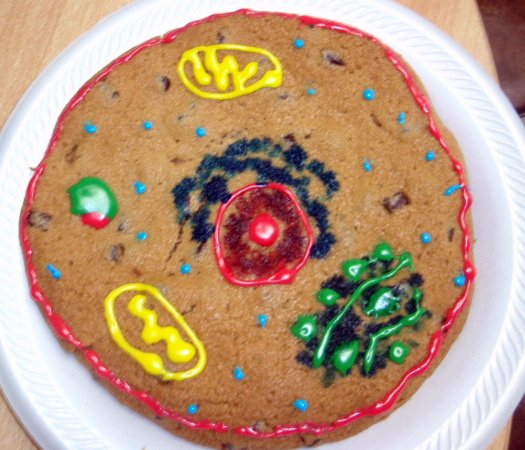 simple animal cell with labels. animal cell structure with