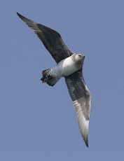 Parasitic Jaeger