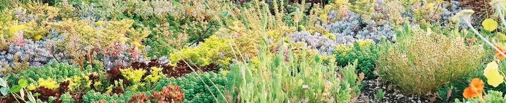 Nuevo blog sobre Jardines verticales y Cubiertas vegetales ~ Jardinería