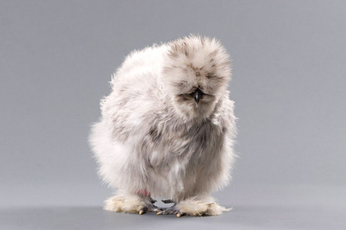 bantam senior personals 12 singles, maie (1 bird) 13 singles, female (1 bird) t u r k e y s division 621 – ducks, bantam breeds (black east indies, call, mallard) 42 senior showmanship (13 years and above. bantam senior personals 12 singles, maie (1 bird) 13 singles, female (1 bird) t u r k e y s division 621 – ducks, bantam breeds (black east indies, call, mallard) 42 senior showmanship (13 years and above.