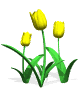 [tulips_yellow_md_wht.gif]