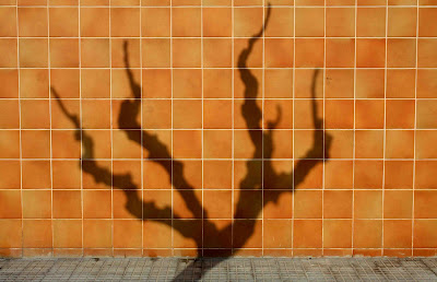 ombre d'arbre sur mur à carreaux ocres guillaume lelasseux 2009