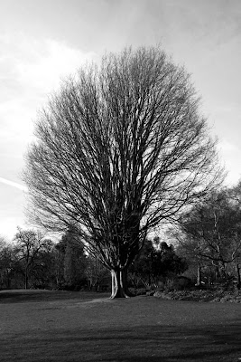 A tree in Hyde Park guillaume lelasseux février 2009