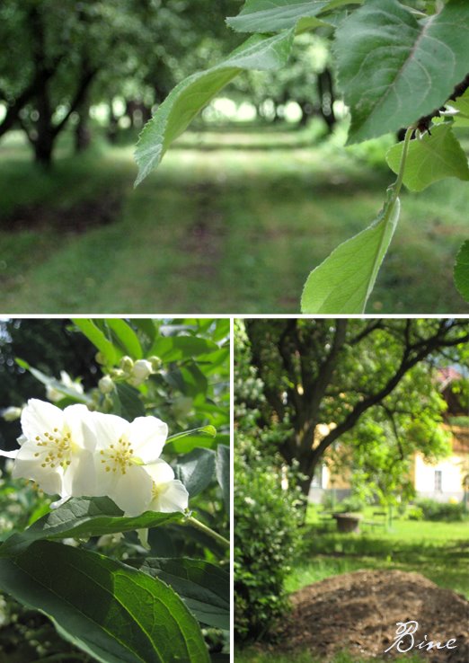 [Obstgarten.jpg]