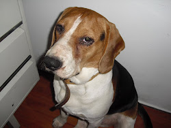 BEAGLE BINK