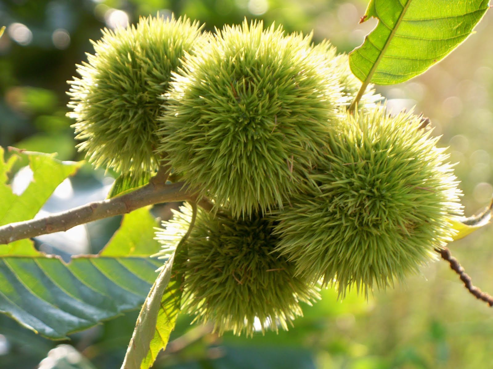 Sweetgum tree balls aka lawmower grenades r/pics
