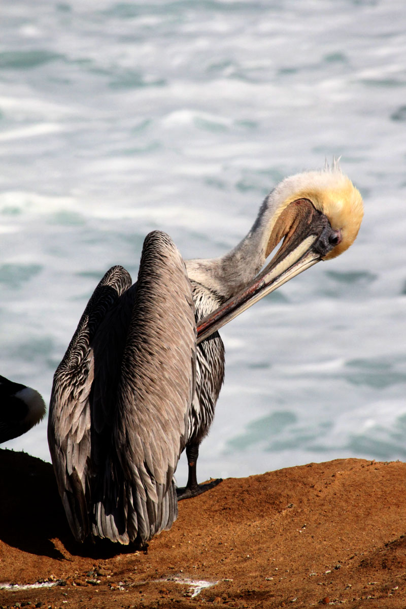 [Brown+Pelican1.JPG]