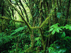 La selva tropical de Monteverde