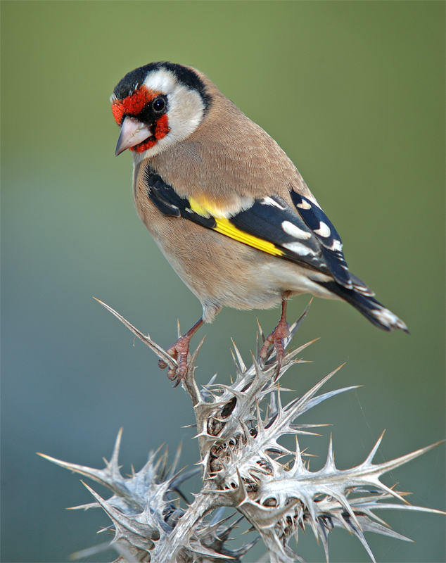 Aris La alondra y el jilguero