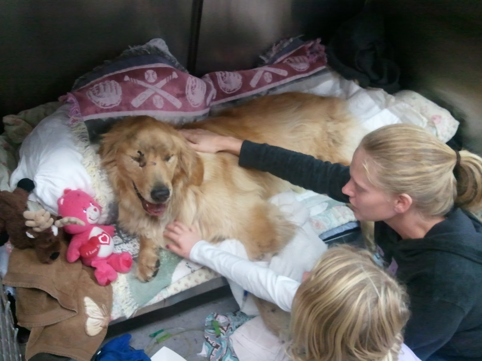 Animal Emergency Clinic Daytona Beach Animal Emergency Clinic Daytona Beach