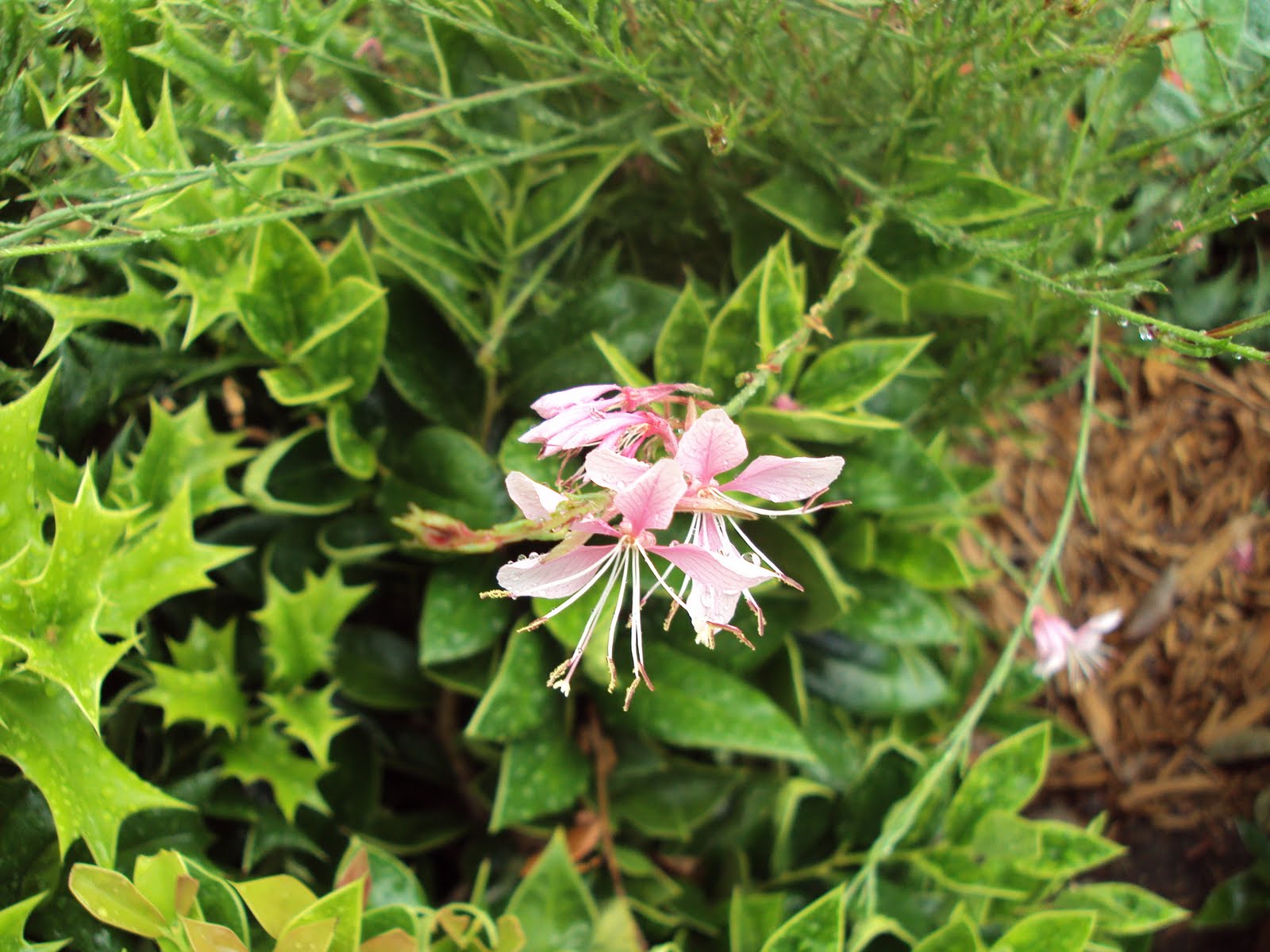 In My Dreams I Can Talk July 2010