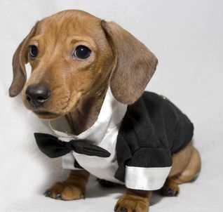 Pampered Pets Dog Grooming Tamaqua Pa Pampered Pets Dog Grooming Tamaqua Pa