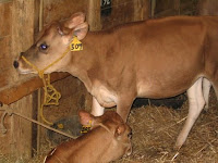 Dixie Classic Fair Calves