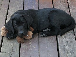 Labrador+cocker+spaniel