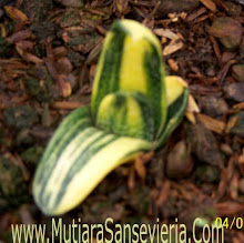 Gasteria bicolor variegata