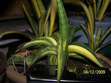 Sansevieria Patens Variegata