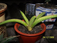 Sansevieria Pearsonii "Golden Variegata"