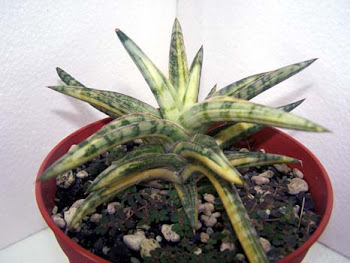 sansevieria Ballyi variegata