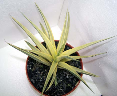 sansevieria gracilis variegata " super star"