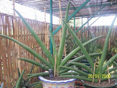 sansevieria samurai