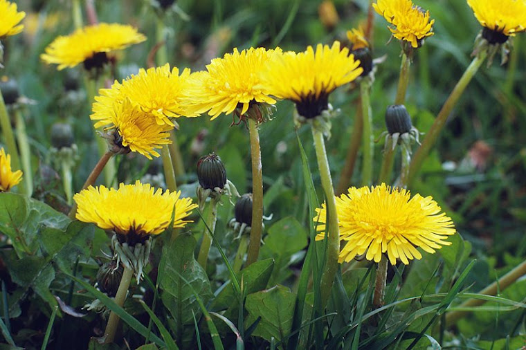 Dandelion