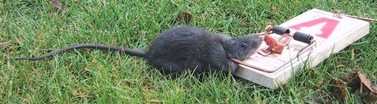 Rat in a trap