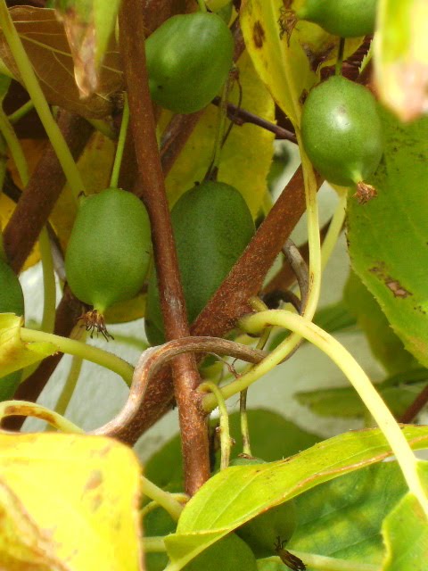 [PICT4145.JPG]