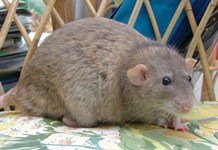 Russian Blue Agouti